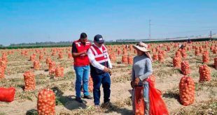 Sunafil verificó el pago de remuneraciones y bonos a trabajadores agrarios en Ica