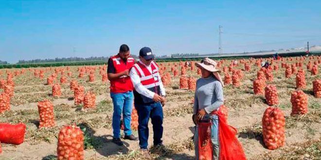 Sunafil verificó el pago de remuneraciones y bonos a trabajadores agrarios en Ica