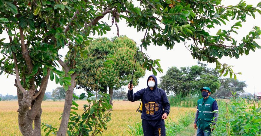 Iniciaron supresión de la mosca de la fruta en Ferreñafe
