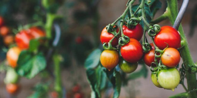 Syngenta plaguicidas biológicos Solución natural permitiría un manejo integrado de plagas