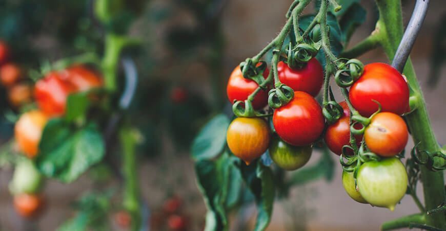 Syngenta plaguicidas biológicos Solución natural permitiría un manejo integrado de plagas