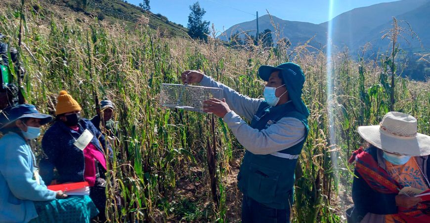 Tacna: Senasa y gobiernos locales refuerzan control de roedores en cultivos