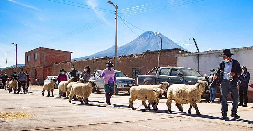Ganado ovino
