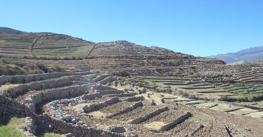 Tacna: rehabilitan 360 hectáreas de andenes y convertirlos en suelos agrícolas