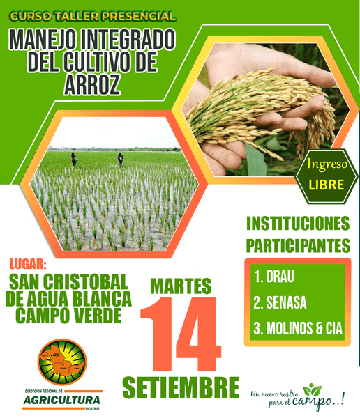 Ucayali: Realizarán taller sobre manejo integrado del cultivo de arroz