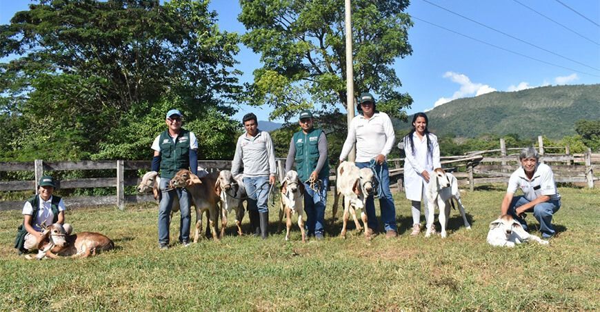 Nacen terneros de alta calidad genética en San Martín INIA