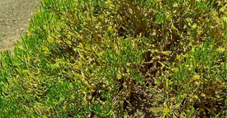 Serfor decomisó cargamento ilegal de plantas de thola en Tacna