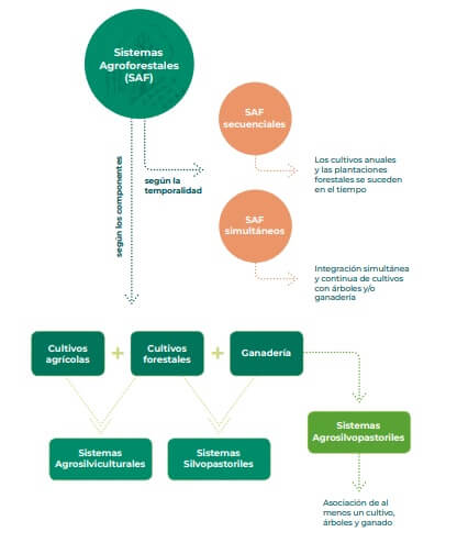Sistemas agroforestales fomentan una agricultura multifuncional