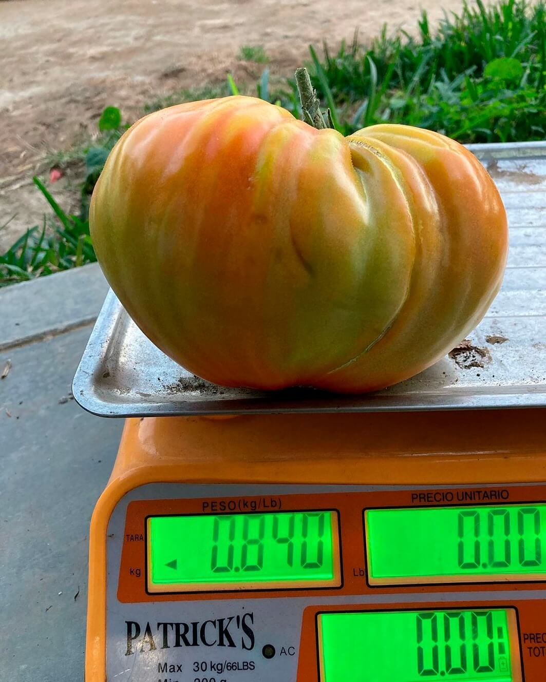 tomate variedad “Gourmandia” del huerto de Mercedes Abendaño en Pariacoto, Huarás, Ancash