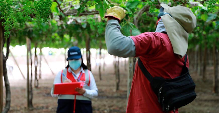 18 mil trabajadores agrarios se beneficiaron con inspecciones de Sunafil