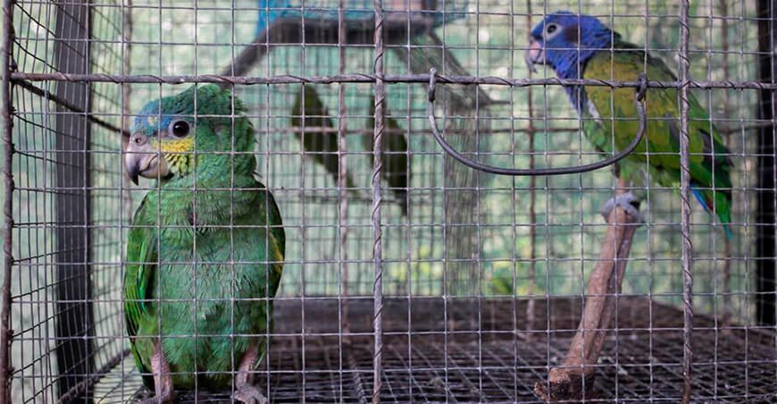 tráfico ilegal fauna silvestre Perú