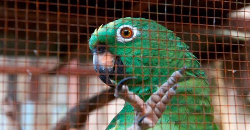 Tráfico ilegal de fauna silvestre en Perú