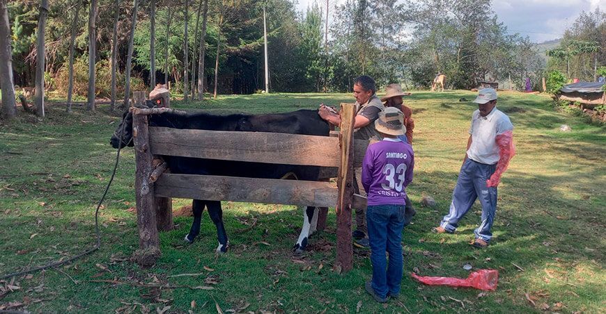 transfieren embriones de alta calidad genética de la raza Simmental