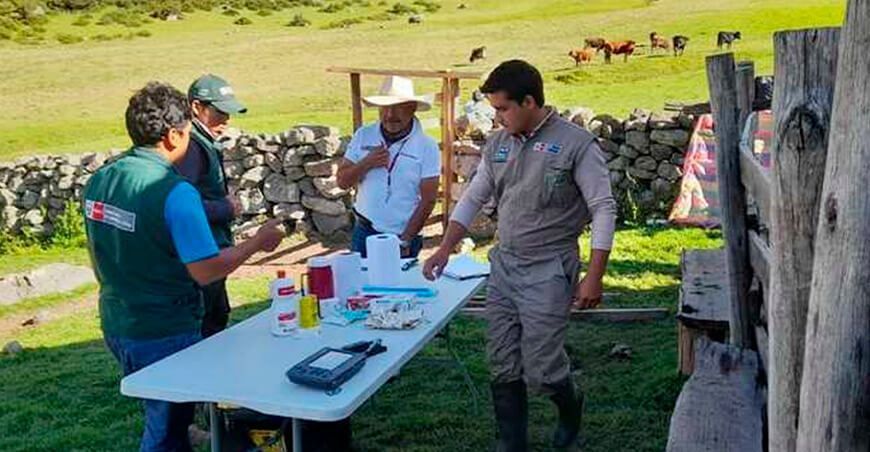 Transfieren embriones élite de ganado Simmental y Braunvieh en Apurímac