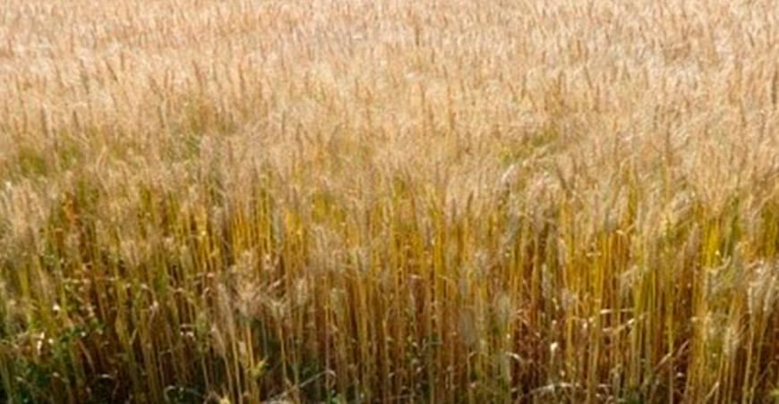  “INIA 443 - Antapampino”, nueva variedad de trigo 