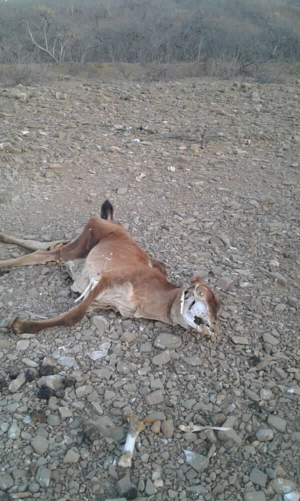 Sequía mata animales en Tumbes