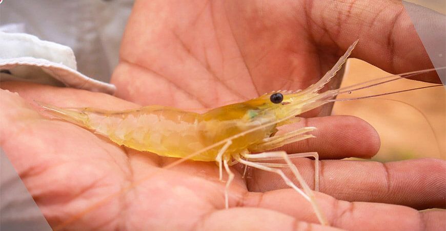 Ucayali: exitoso emprendimiento de crianza de camarones gigantes de Malasia