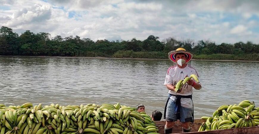 Productores comercializarán 180 millares de plátano bellaco