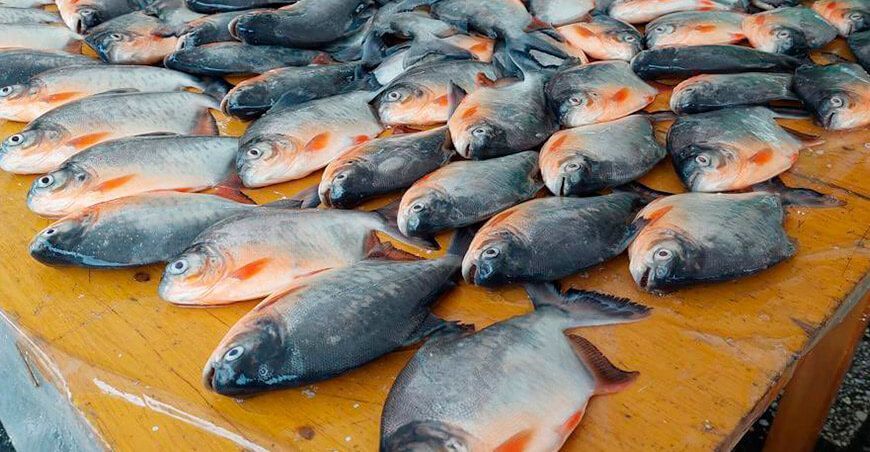Ucayali productores comercializan pescados amazónicos