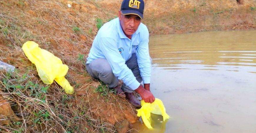 siembra de peces amazónicos Perú