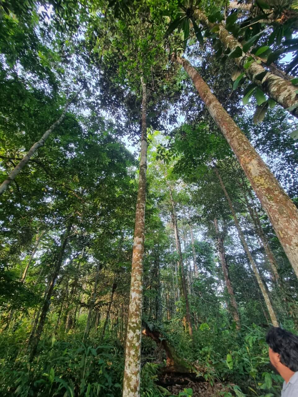 reconocen el Área de Conservación Privada “Fundo Miguel I”