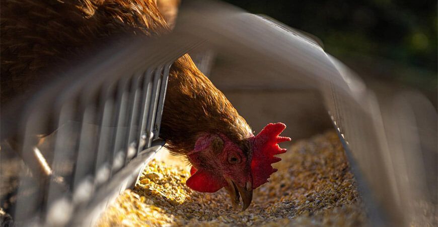 probióticos para crianza y producción de pollos UNALM