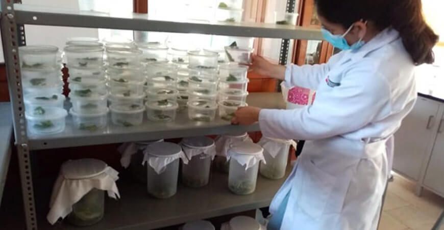 INIA promueve el uso de insectos benéficos para combatir plagas