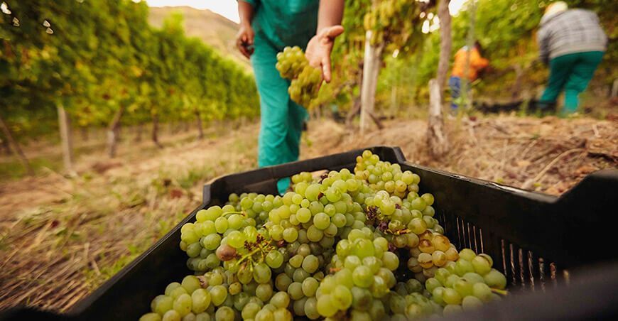 uvas de mesa
