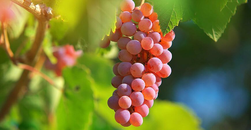 uvas de mesa