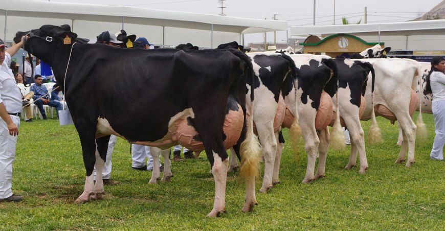 Vacas Holstein Perú