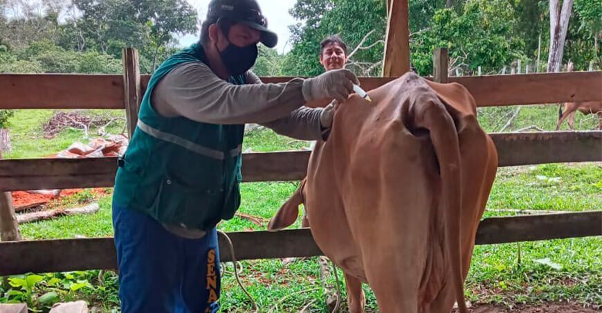 vacunan ganado bovino para prevención de rabia silvestre