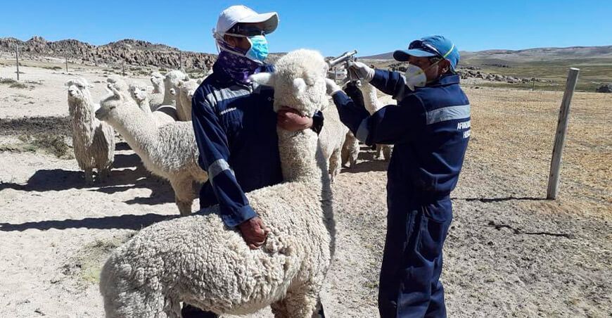 vacunación a alpacas Perú