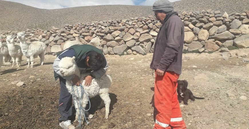 Vacunación alpacas Tacna