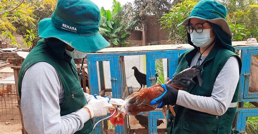 La Libertad: Senasa inicia campaña de vacunación de aves para prevenir enfermedades