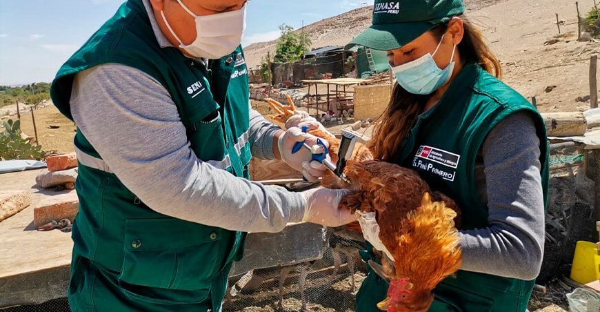 Vacunaron a más de un millón de aves de corral para prevenir enfermedad Newcastle