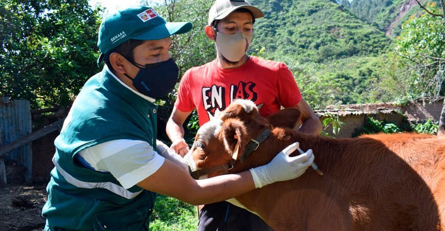 vacunaron a más de 19 mil animales contra la rabia de los herbívoros