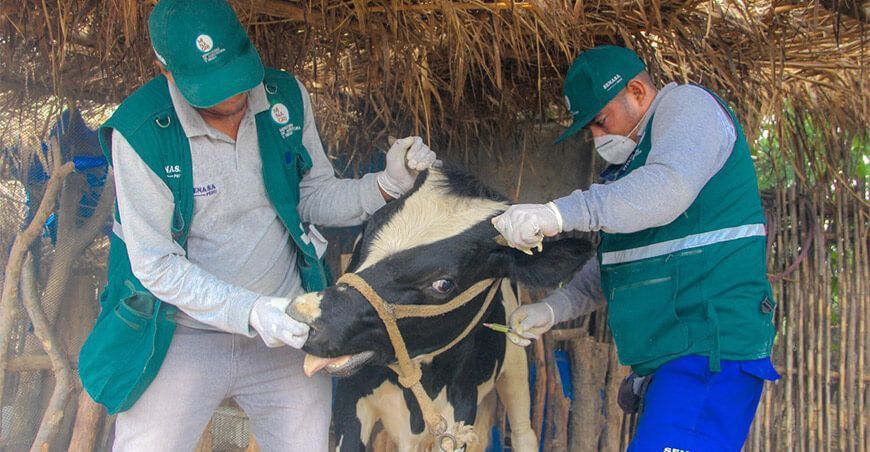 vacunación carbunco sintomático o ántrax ganado vacuno Senasa Perú