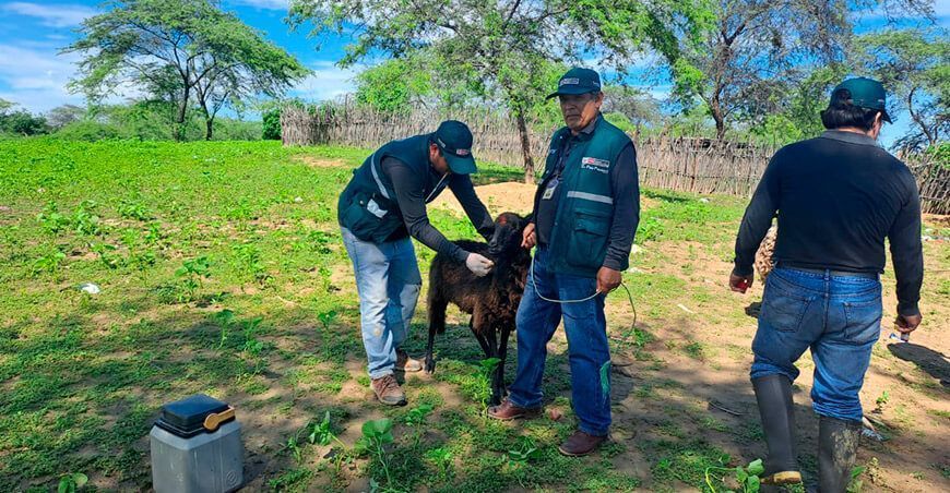 Senasa vacunó a animales para la prevención del ántrax