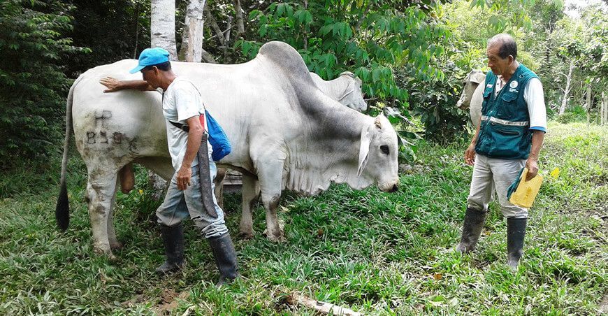 Vacunación contra ántrax ganado vacuno Ucayali