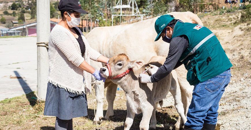 Senasa vacunó a ganado bovino