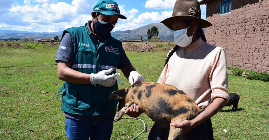 Cusco: campaña contra la peste porcina clásica protegerá a más de 80 mil ejemplares