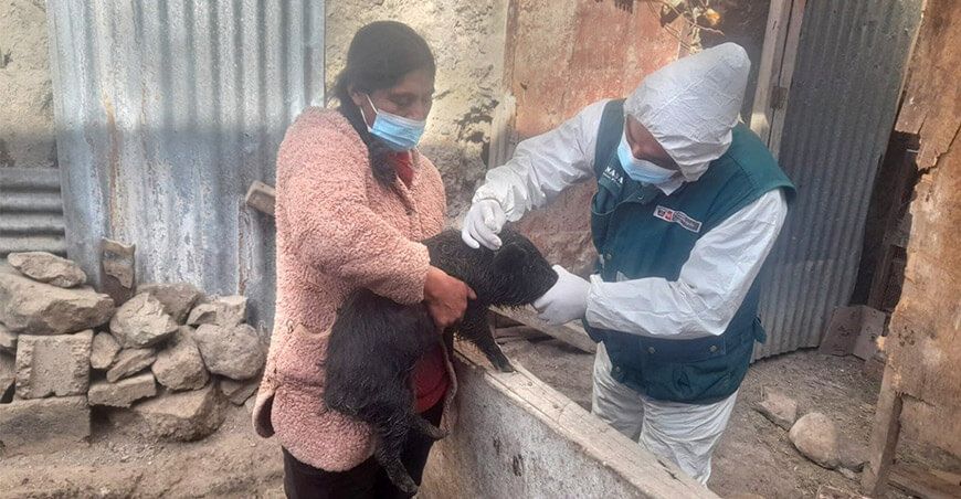 vacunación peste porcina clásica Pasco Senasa