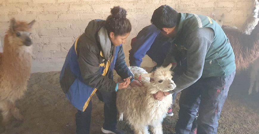 Vacunaron alpacas en Tacna Perú