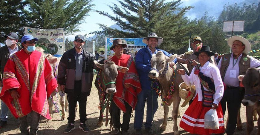 Apurímac: entregan vaquillonas a productores de la comunidad de Ccenta