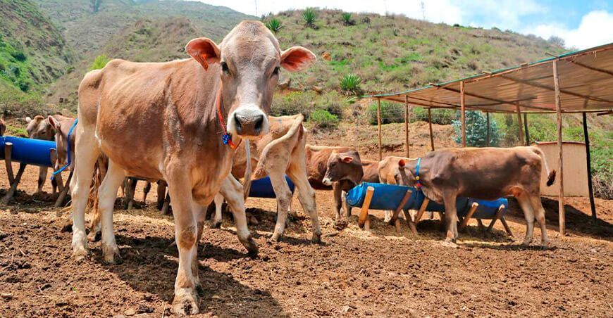 vaquillonas Brown Swiss