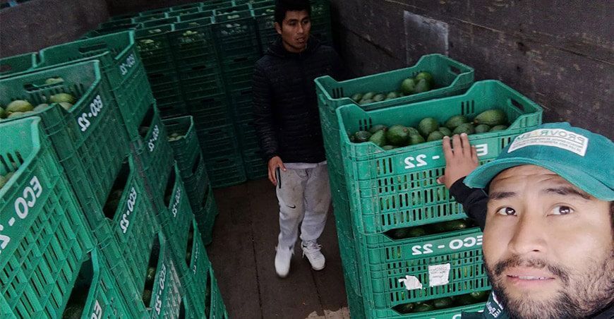 Asociaciones de Huancavelica vendieron 30 toneladas de palta Hass