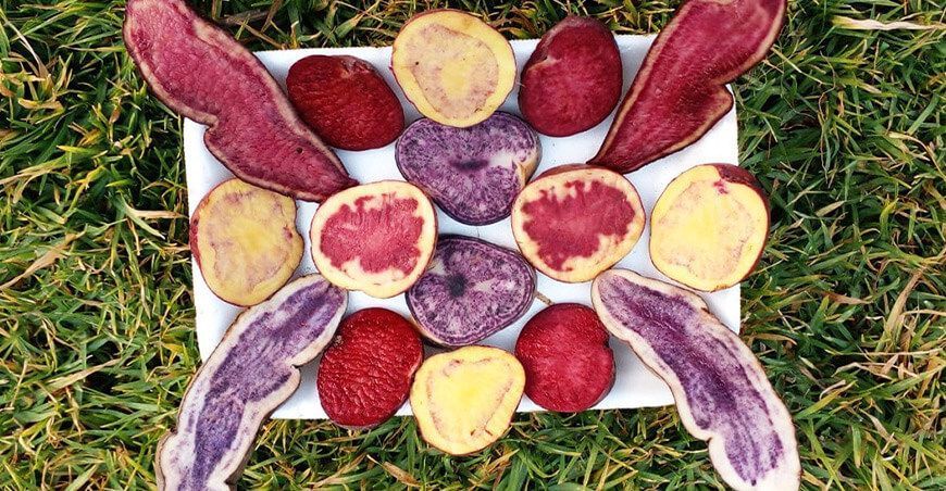Papas nativas ayacuchanas ganan presencia en los supermercados de Lima