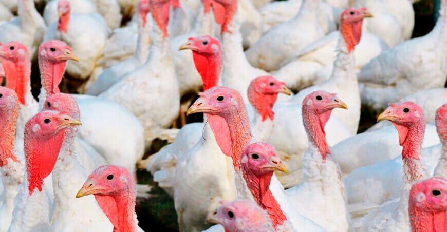 venta de pavos por navidad y año nuevo