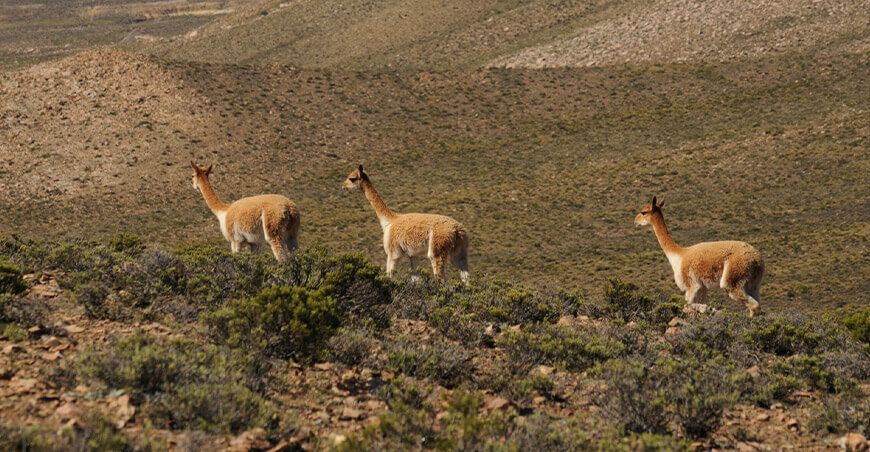 población vicuñas Perú