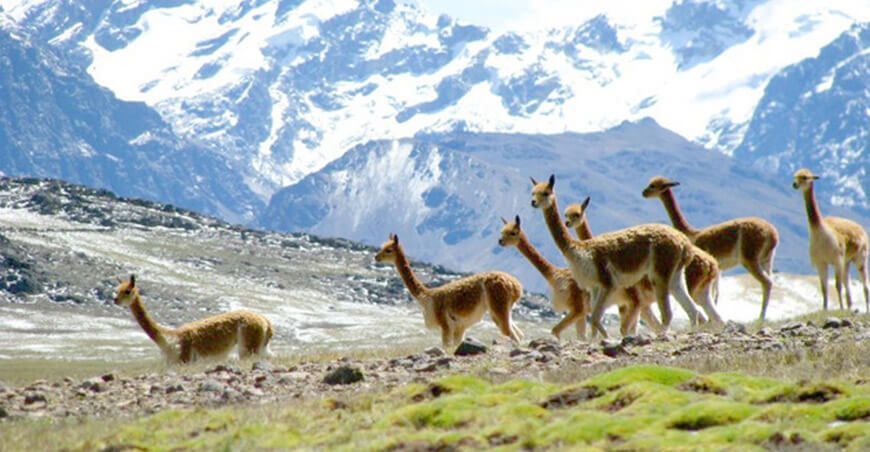 Ejecutarán proyecto a favor de la vicuña y las comunidades campesinas